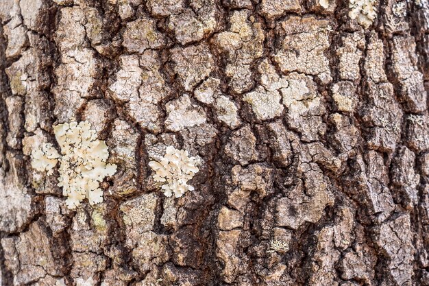 Fondo de textura de corteza de árbol