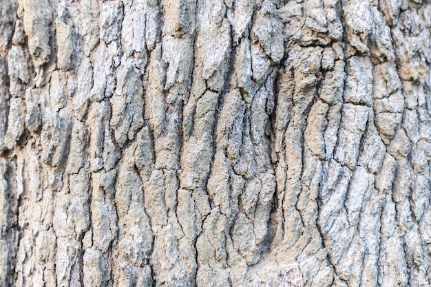 Fondo de textura de corteza de árbol