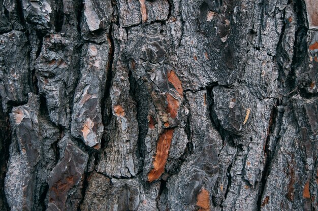 Fondo de textura de corteza de árbol