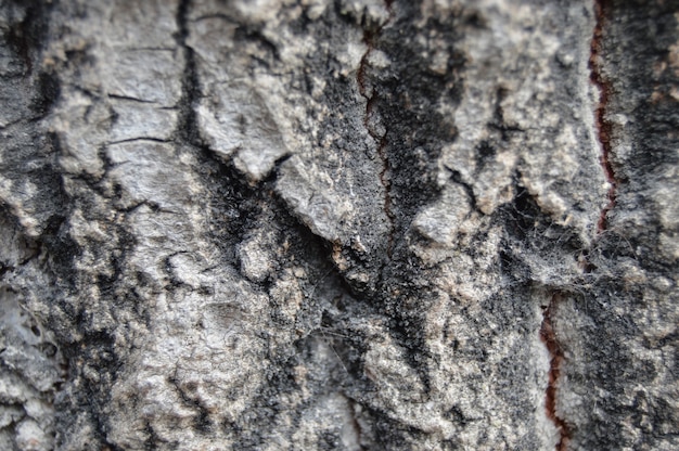 Fondo de textura de corteza de árbol