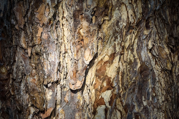 Fondo de textura de corteza de árbol