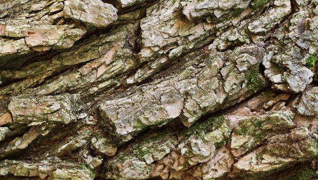 Fondo de textura de corteza de árbol.