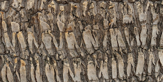 Fondo de textura de corteza de árbol