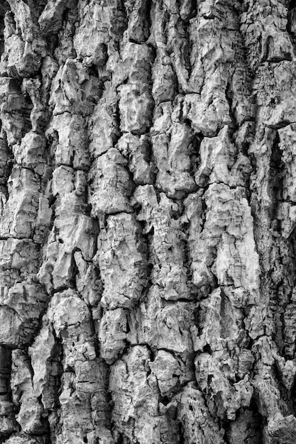 Fondo de textura de corteza de árbol