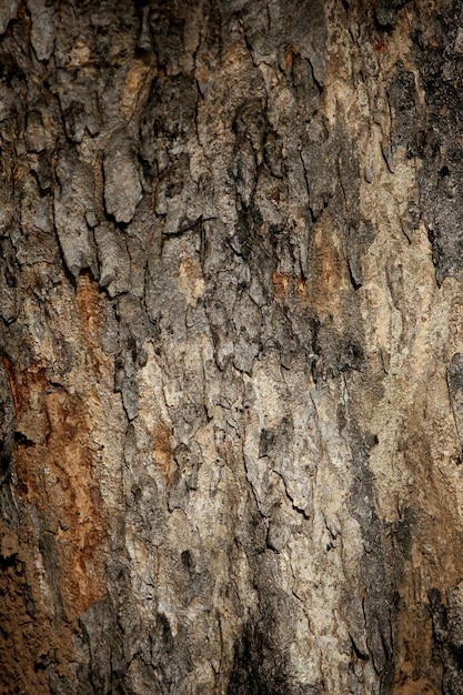 Fondo de textura de corteza