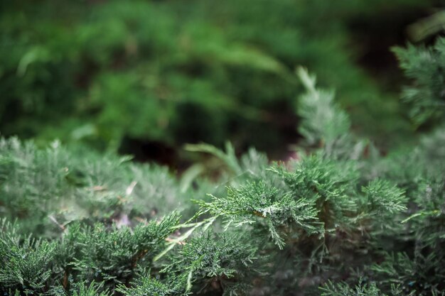 El fondo de textura del enebro verde natural