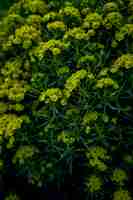 Foto fondo de textura de la euphorbia cyparissias