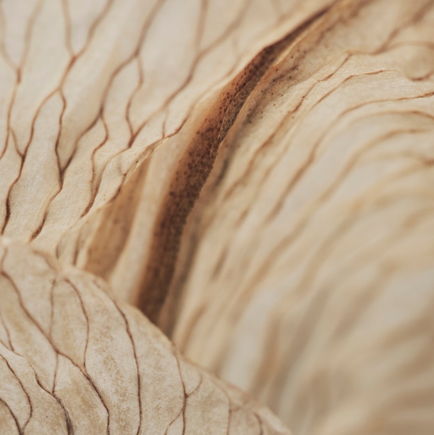 Foto fondo de textura de flor de lirio seco