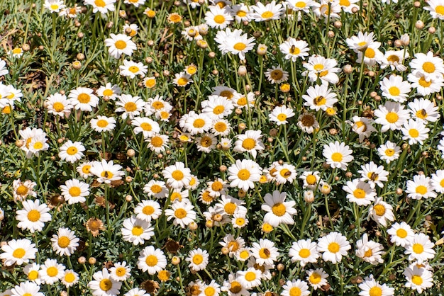 Fondo de textura de flor de margarita