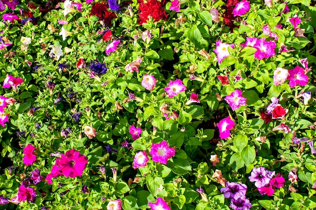 Fondo de textura de flor de petunia.