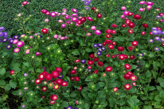 Foto fondo de textura de flor