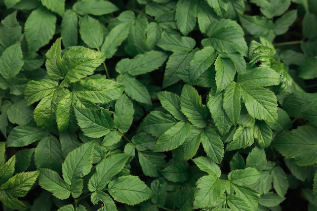 Fondo de textura de flores de primer plano de planta verde