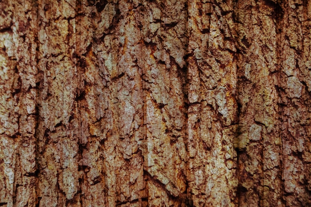 Fondo de textura de grunge de madera marrón