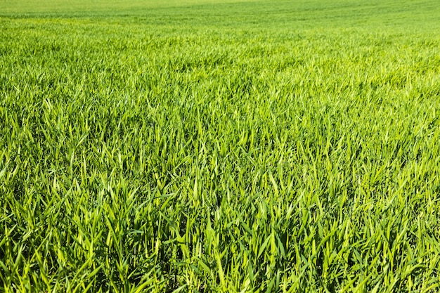 Fondo de textura de hierba fresca de césped verde