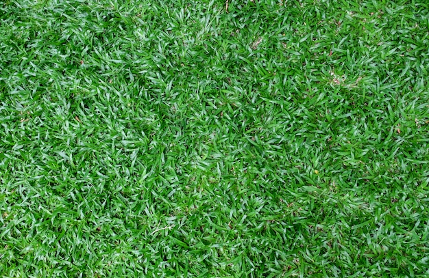 Fondo de textura de hierba de Malasia verde