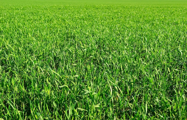 Fondo de textura de hierba verde de un campo