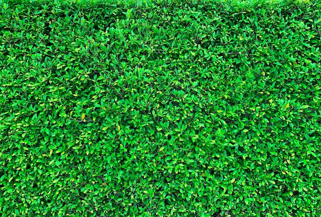 Fondo de textura de hierba verde fresca