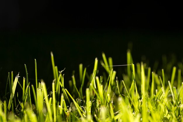 Fondo de textura de hierba verde natural