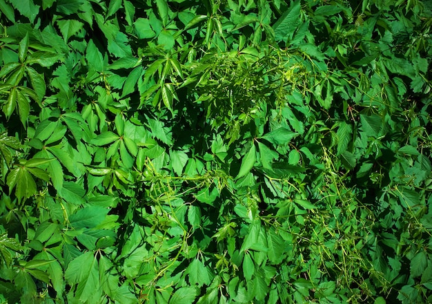 Fondo de textura de hierba verde de verano