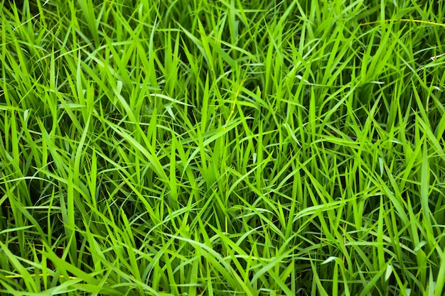 Foto fondo de textura de hierba verde