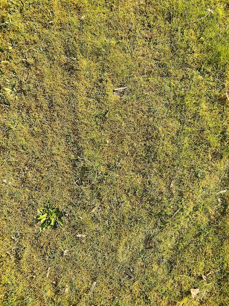 Fondo y textura de hierba verde