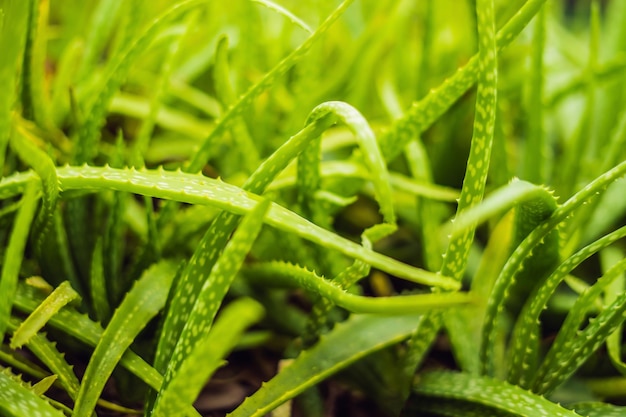 Fondo de textura de hoja de aloe suavemente verde