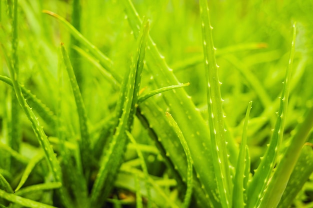 Fondo de textura de hoja de aloe suavemente verde