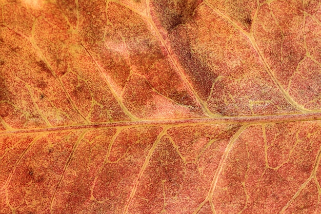 Foto fondo de textura de hoja macro de cerca