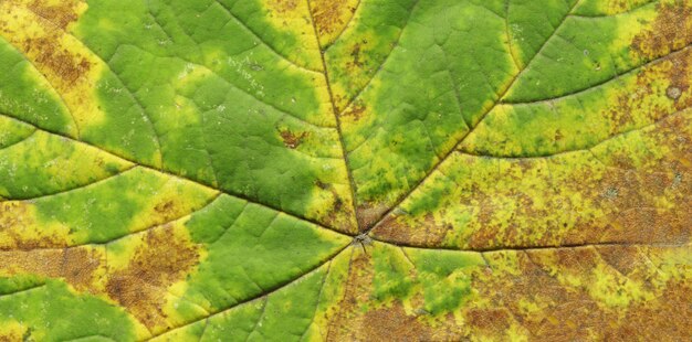 Fondo de textura de hoja de otoño