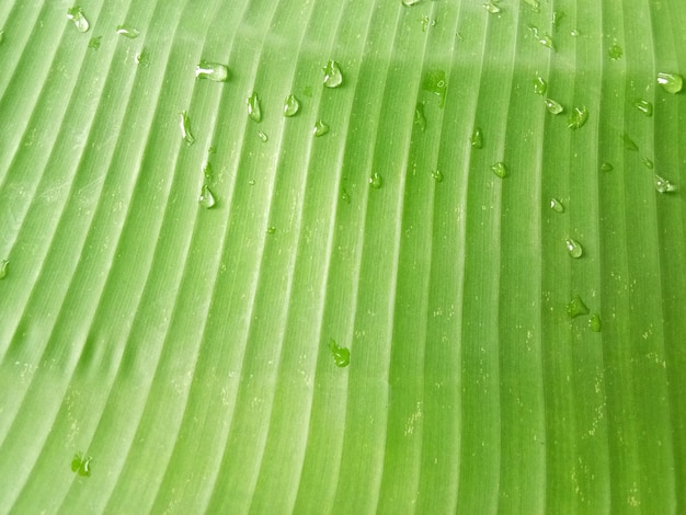 Fondo de textura de hoja de plátano en el estilo verde