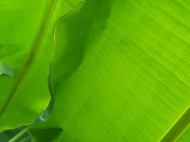 Fondo de textura de hoja de plátano en el estilo verde