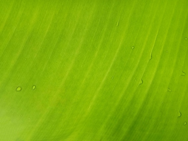 Fondo de textura de hoja de plátano en el estilo verde