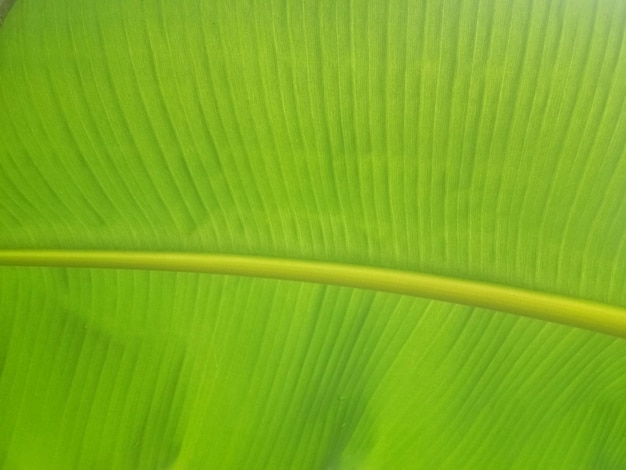 Fondo de textura de hoja de plátano en el estilo verde