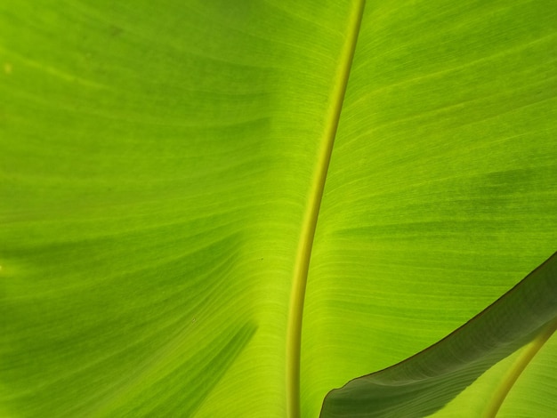 Fondo de textura de hoja de plátano en el estilo verde