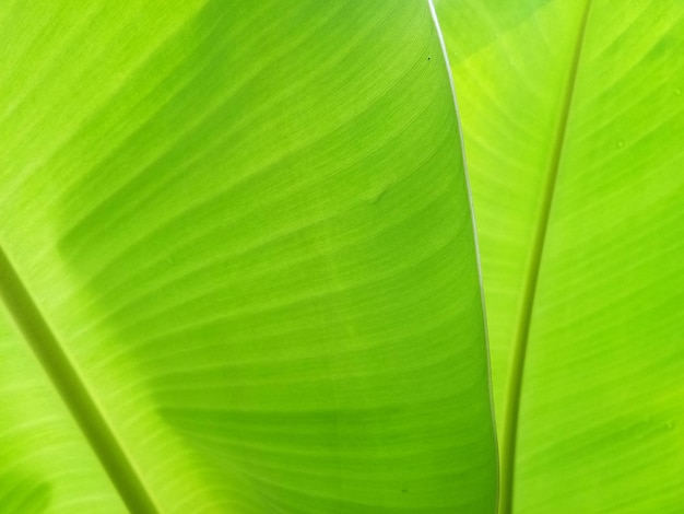 Fondo de textura de hoja de plátano en el estilo verde