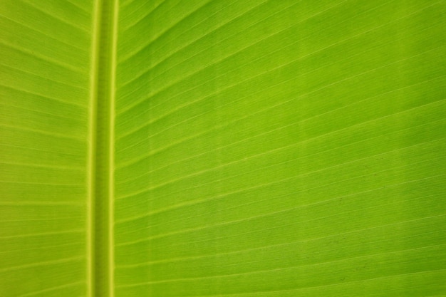 Fondo de textura de hoja de plátano verde fresco de contraluz