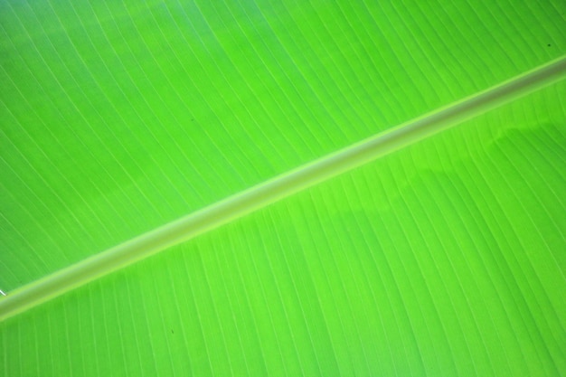Fondo de textura de hoja de plátano verde fresco de contraluz