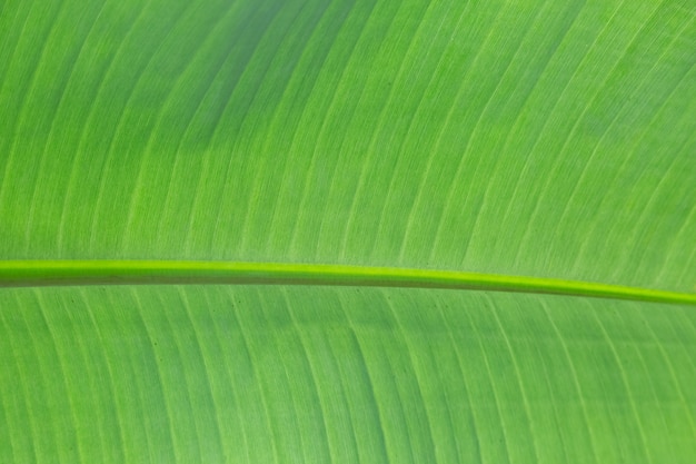 Fondo de textura de hoja de plátano verde