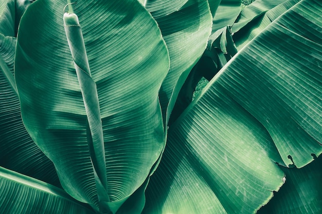 Fondo de textura de hoja de plátano verde