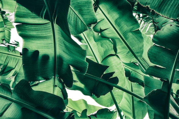 Fondo de textura de hoja de plátano verde