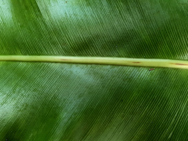 Fondo y textura de hoja de plátano verde