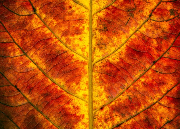 Fondo de textura de hoja tropical colorido