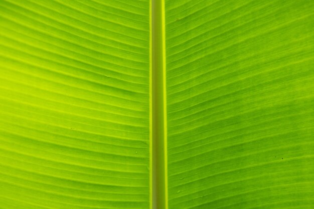 Fondo de textura de hoja tropical Verde cerca de la estructura de la hoja Hermosas hojas verdes de cerca Fondo natural