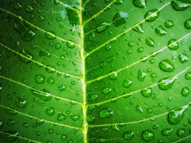 Foto fondo de textura de hoja tropical