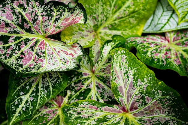 Foto fondo de textura de hoja verde de cerca patrón natural y textura de hoja planta tropical