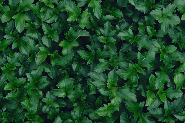 fondo de textura de hoja verde de cerca