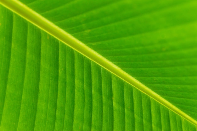 Fondo de la textura de la hoja verde fresca. Hojas de plátano, fondo natural rayado abstracto