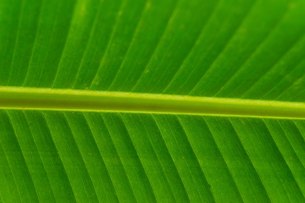 Fondo de la textura de la hoja verde fresca. Hojas de plátano, fondo natural rayado abstracto