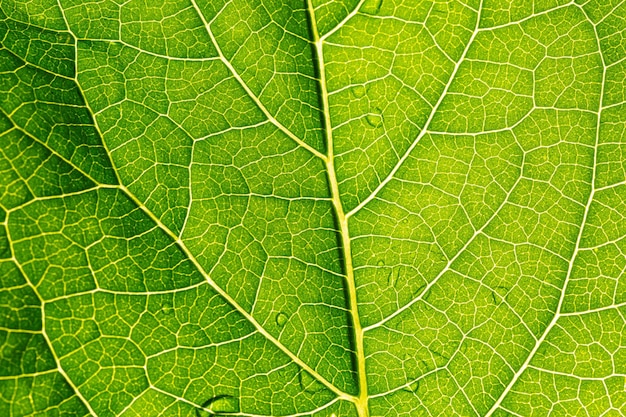 Fondo de textura de hoja verde de primer plano abstracto