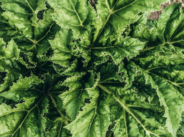 Foto fondo de textura de hoja verde / textura de hoja / espacio de copia